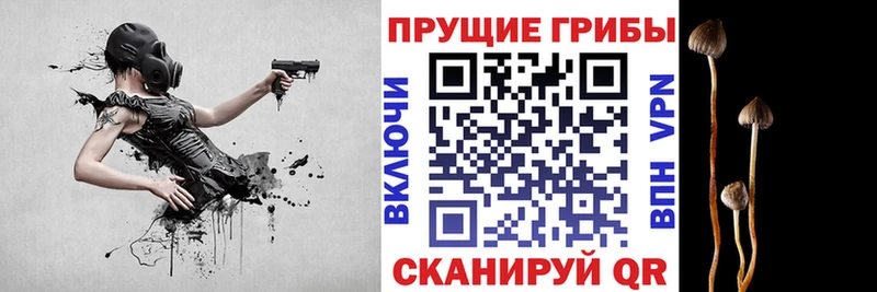 KRAKEN вход  Кирс  Псилоцибиновые грибы прущие грибы 